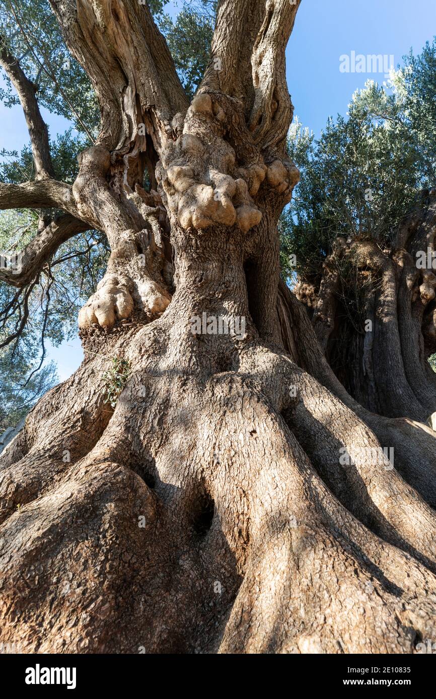 The oldest olive trees in Croatia, Lun, Pag Island, October 2020. Some ...