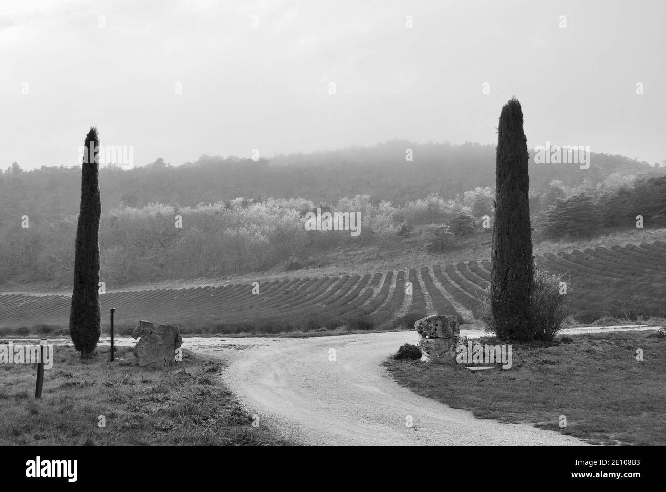 Lavender field and driveway near Viens, Provence-Alpes-Côtes d'Azur, France Stock Photo