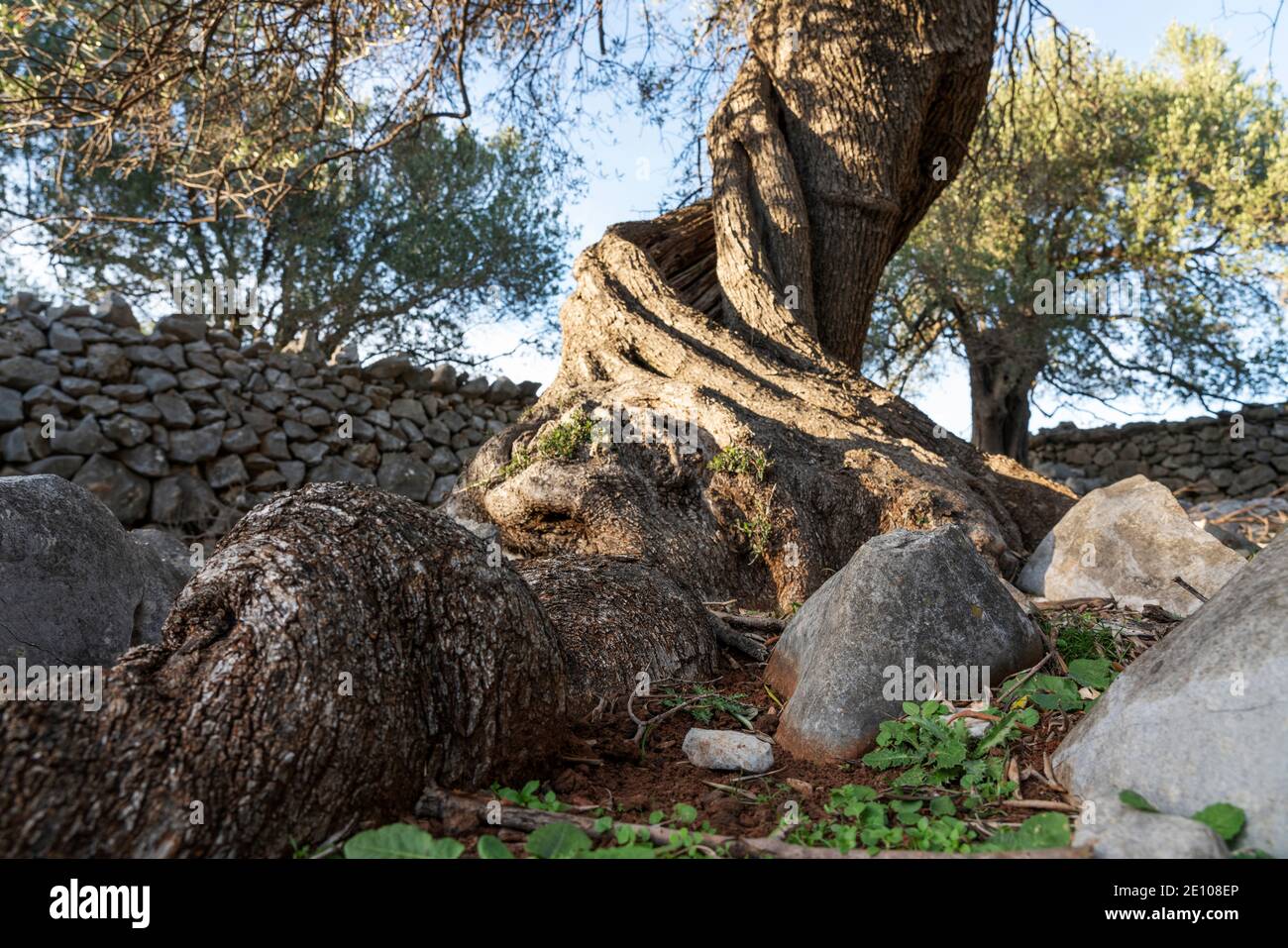 The oldest olive trees in Croatia, Lun, Pag Island, October 2020. Some ...