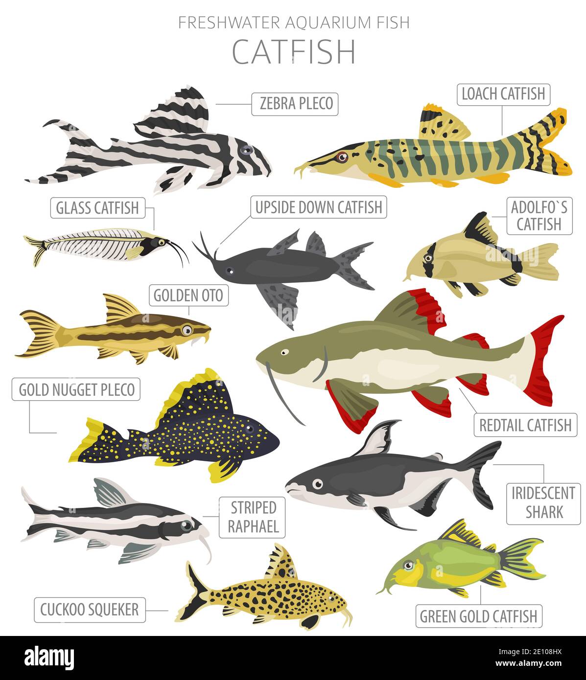 Catfish aquarium Cut Out Stock Images & Pictures - Alamy