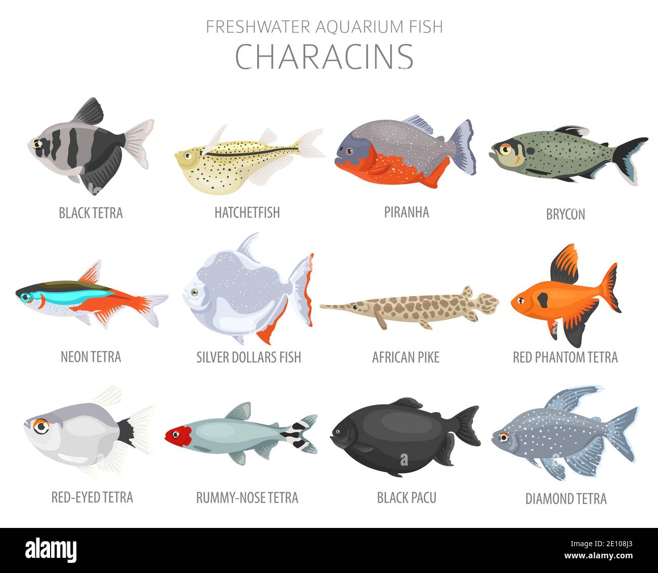 Characins fish. Freshwater aquarium fish icon set flat style isolated on white.  Vector illustration Stock Vector