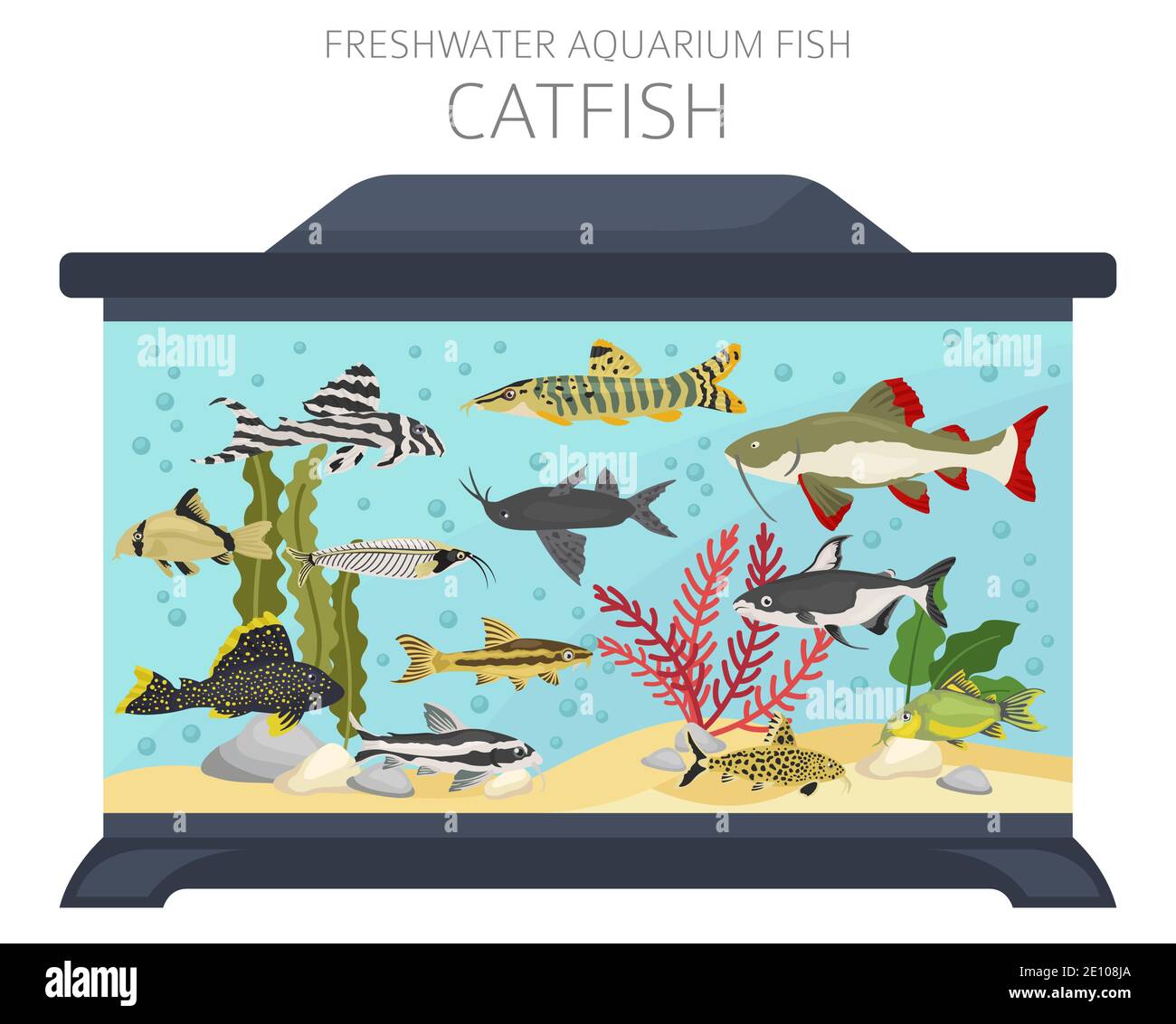 Catfish. Freshwater aquarium fish icon set flat style isolated on white.  Vector illustration Stock Vector