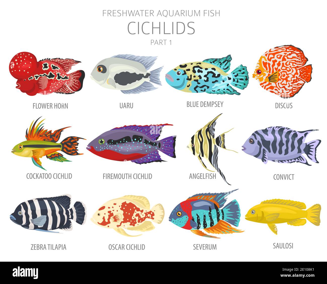 Cichlids fish. Freshwater aquarium fish icon set flat style isolated on white.  Vector illustration Stock Vector