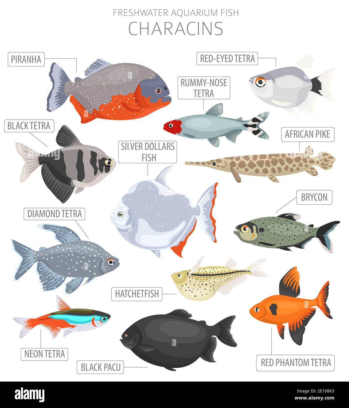 Characins fish. Freshwater aquarium fish icon set flat style isolated on white.  Vector illustration Stock Vector