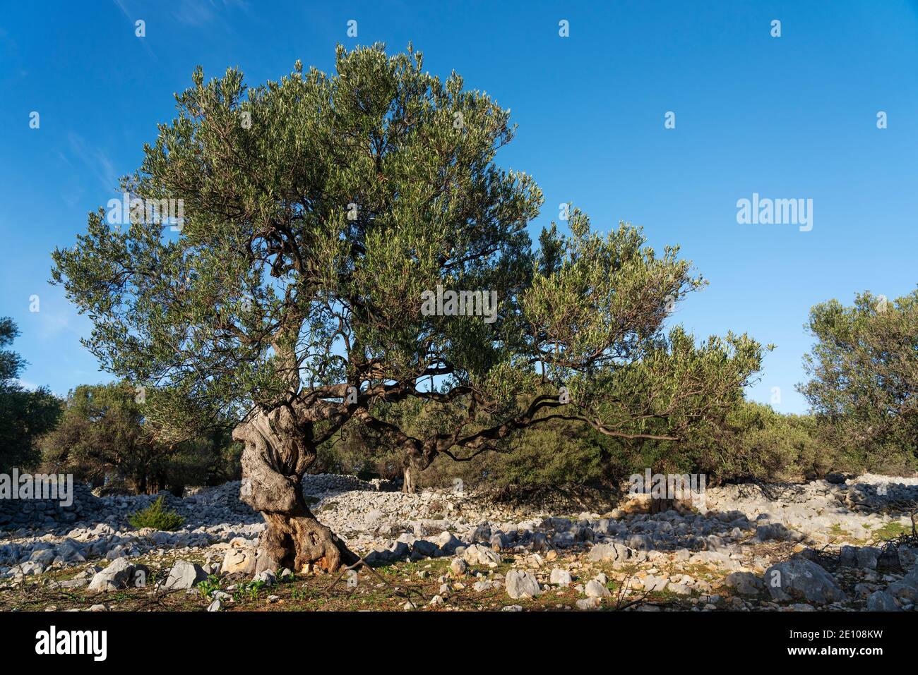 The oldest olive trees in Croatia, Lun, Pag Island, October 2020. Some ...