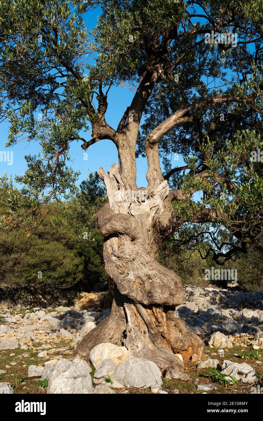 The oldest olive trees in Croatia, Lun, Pag Island, October 2020. Some ...