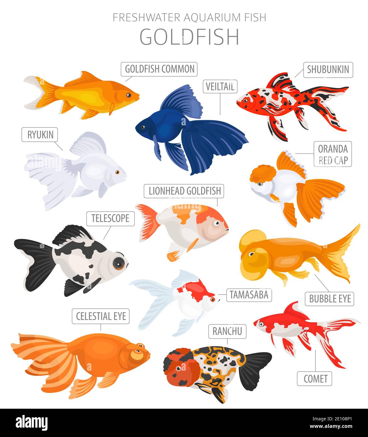 Goldfish. Freshwater aquarium fish icon set flat style isolated on white.  Vector illustration Stock Vector