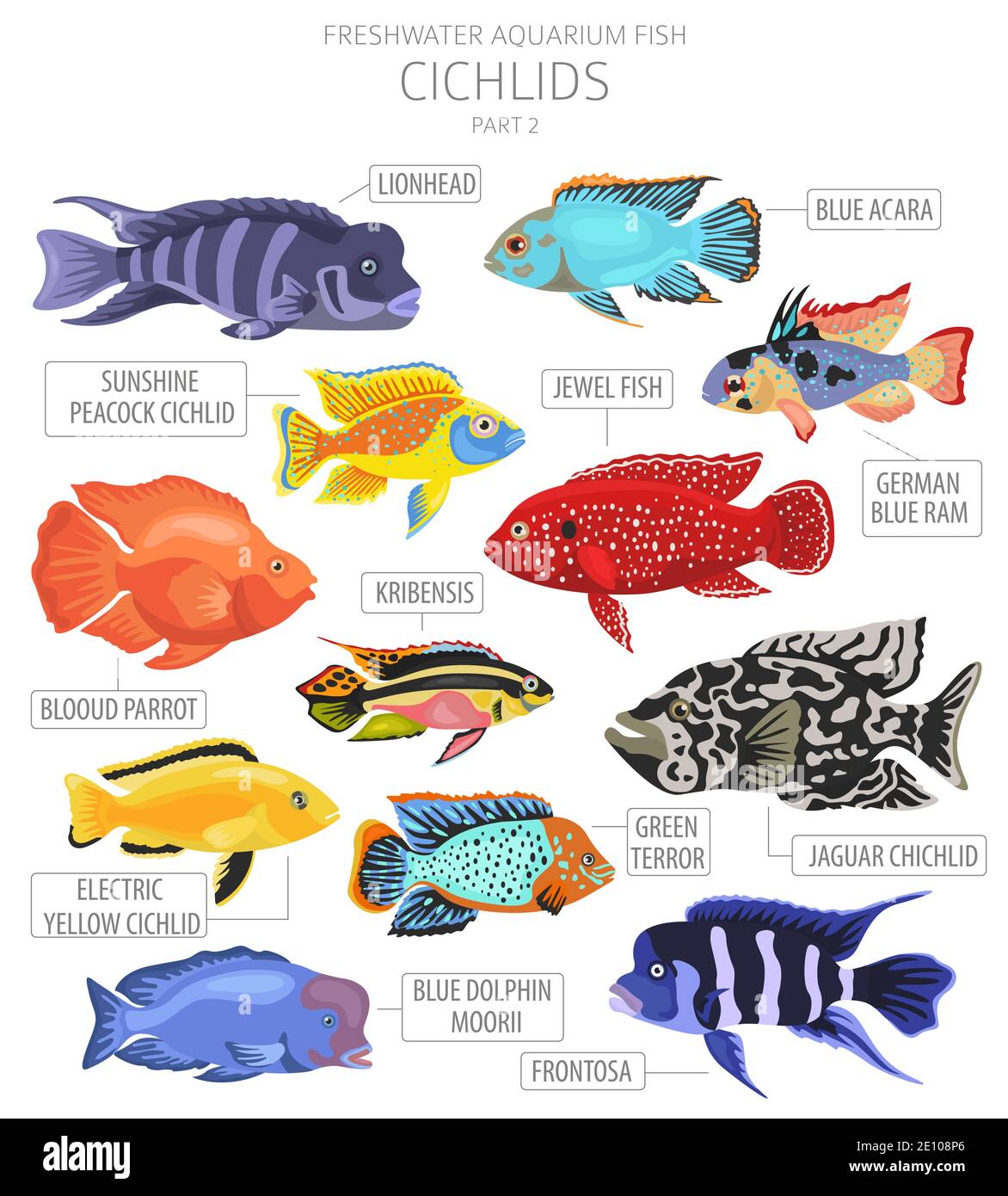 Cichlids fish. Freshwater aquarium fish icon set flat style isolated on white.  Vector illustration Stock Vector