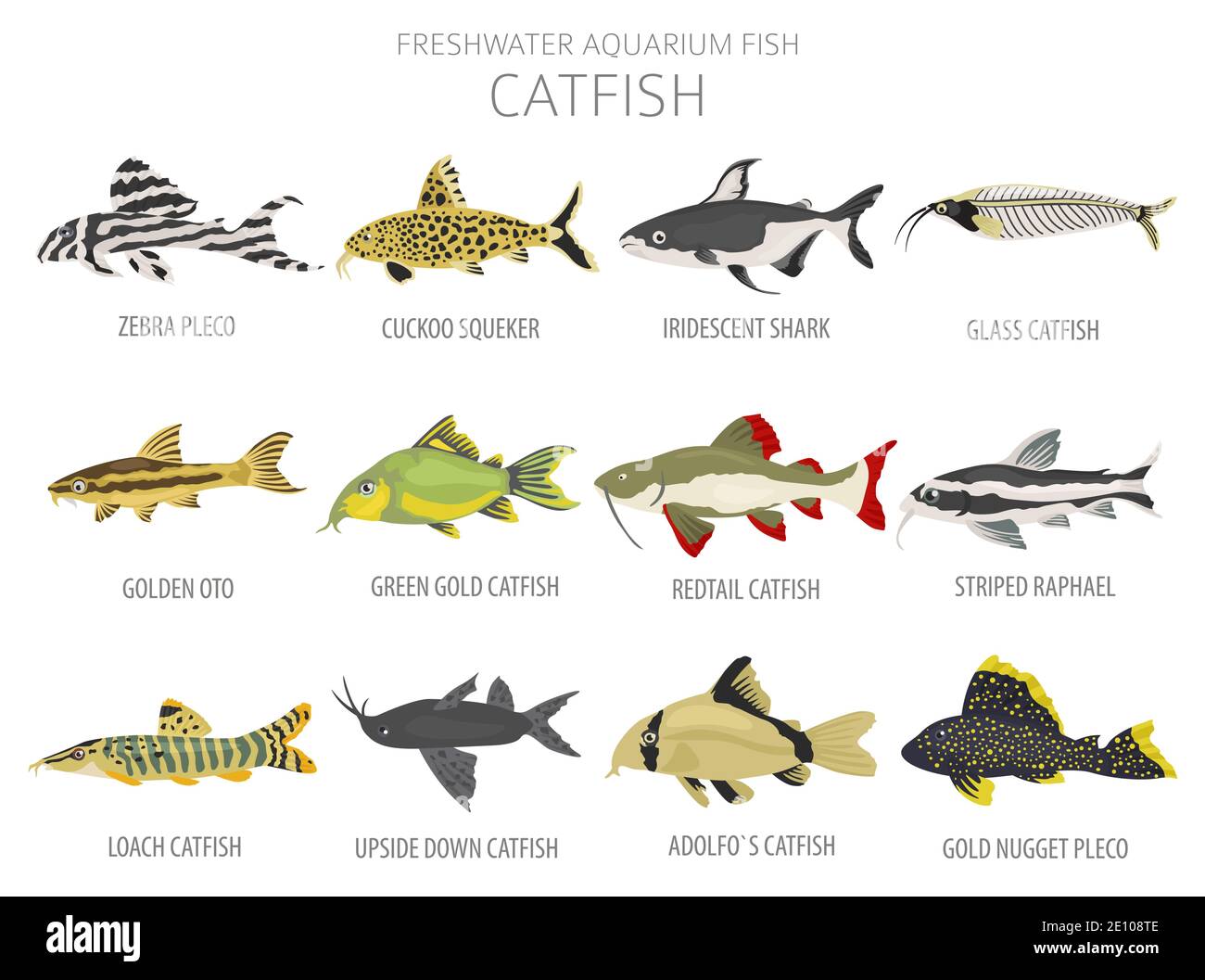 Catfish. Freshwater aquarium fish icon set flat style isolated on white.  Vector illustration Stock Vector Image & Art - Alamy
