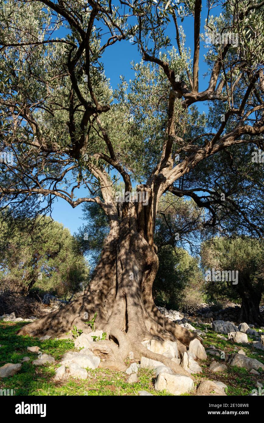 The oldest olive trees in Croatia, Lun, Pag Island, October 2020. Some ...