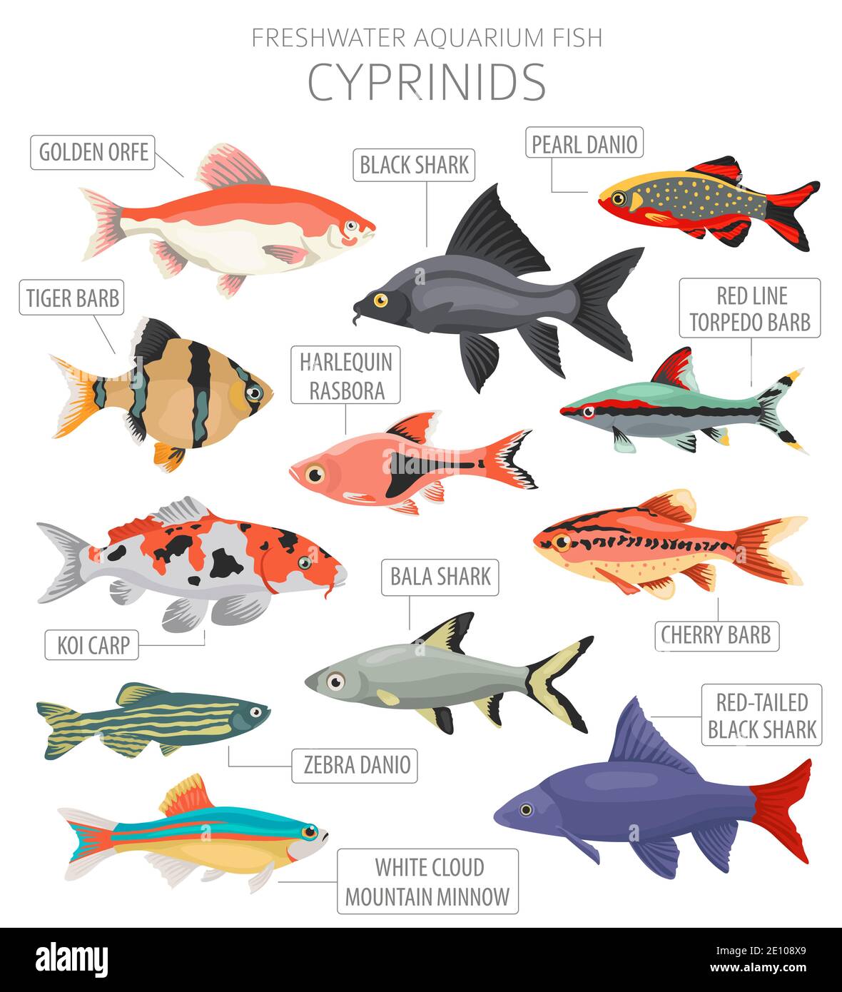Cyprinids. Freshwater aquarium fish icon set flat style isolated on white.  Vector illustration Stock Vector