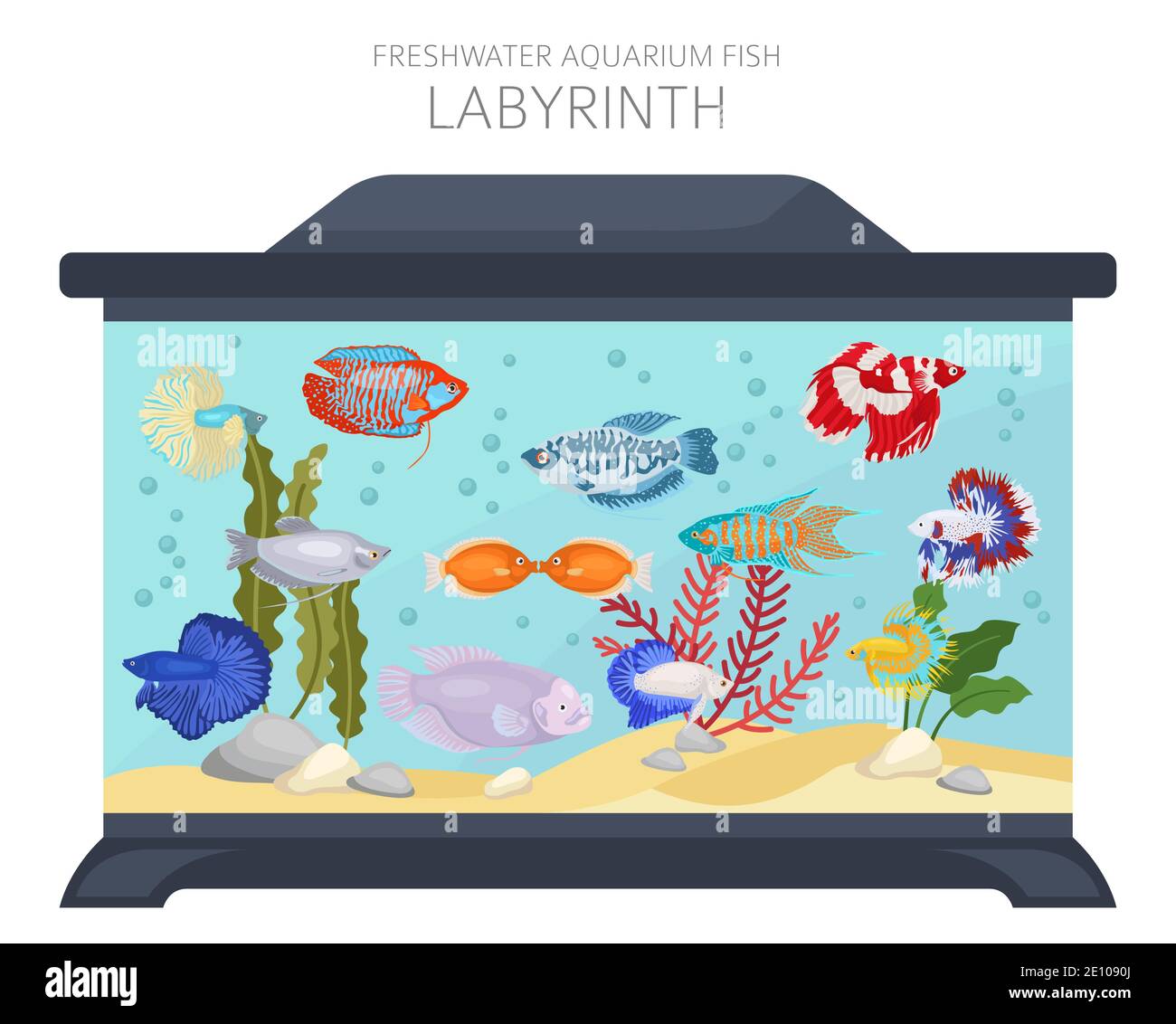Labyrinth fish. Freshwater aquarium fish icon set flat style isolated on white.  Vector illustration Stock Vector
