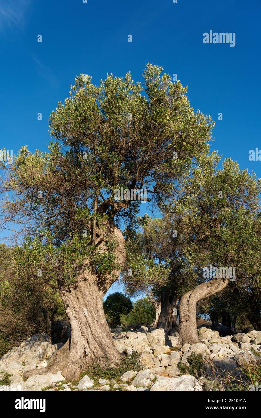 The oldest olive trees in Croatia, Lun, Pag Island, October 2020. Some ...
