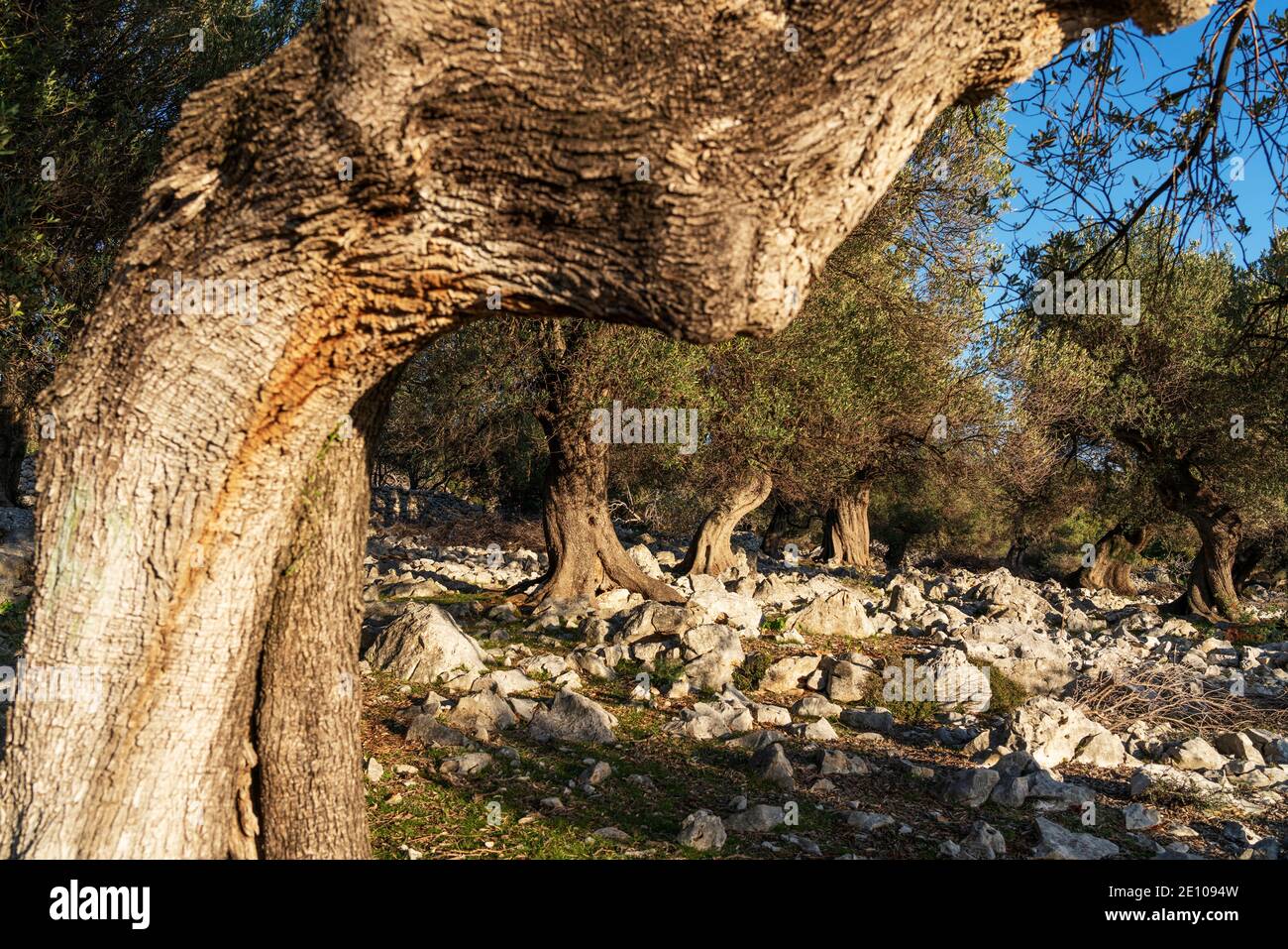 The oldest olive trees in Croatia, Lun, Pag Island, October 2020. Some ...