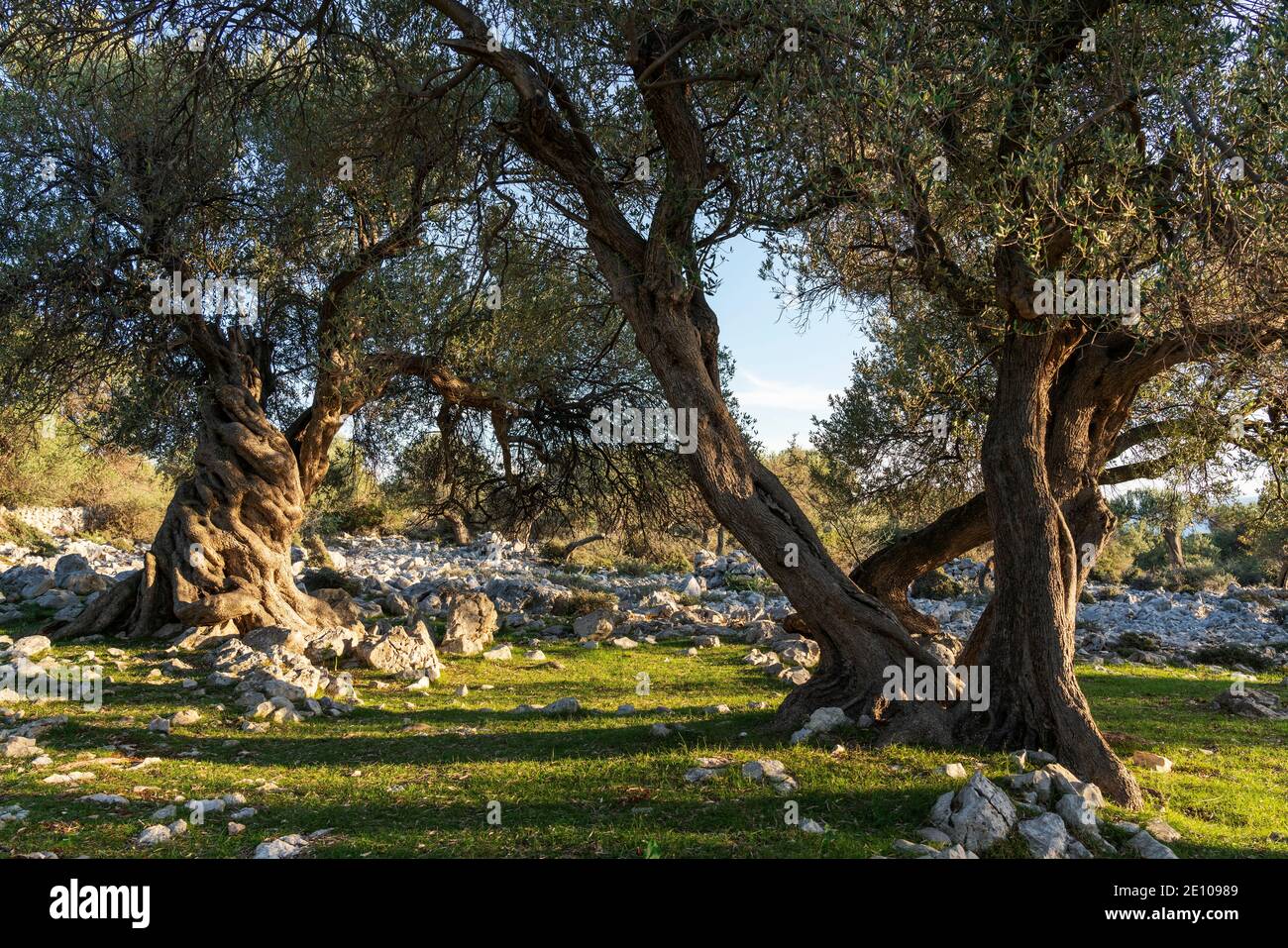 The oldest olive trees in Croatia, Lun, Pag Island, October 2020. Some ...