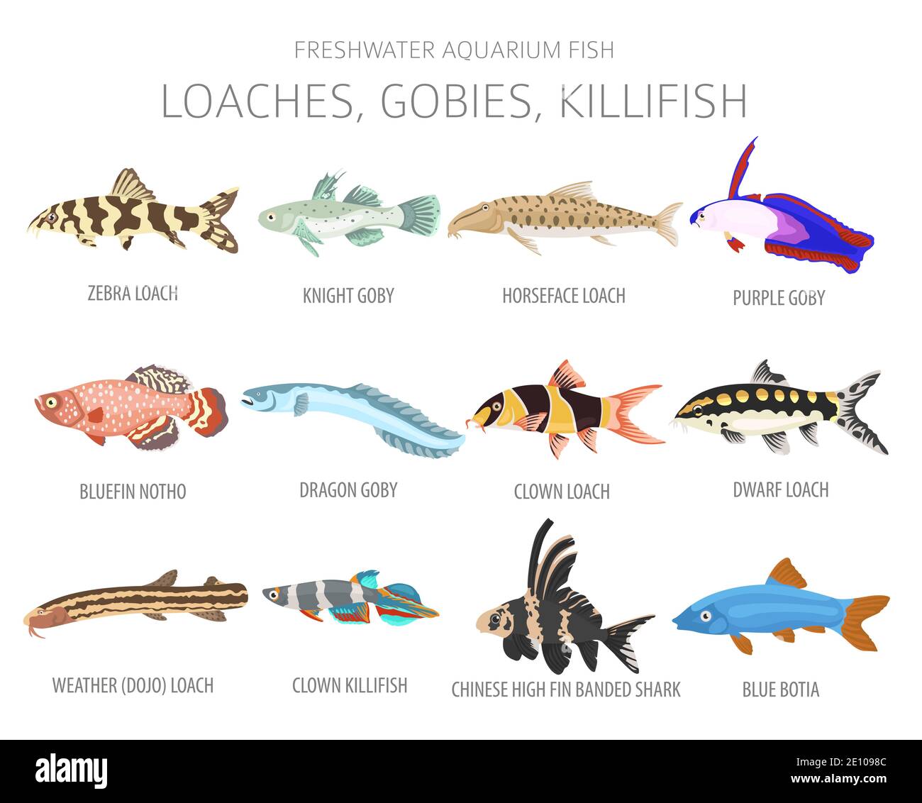Loaches, gobies, killfish. Freshwater aquarium fish icon set flat style isolated on white.  Vector illustration Stock Vector