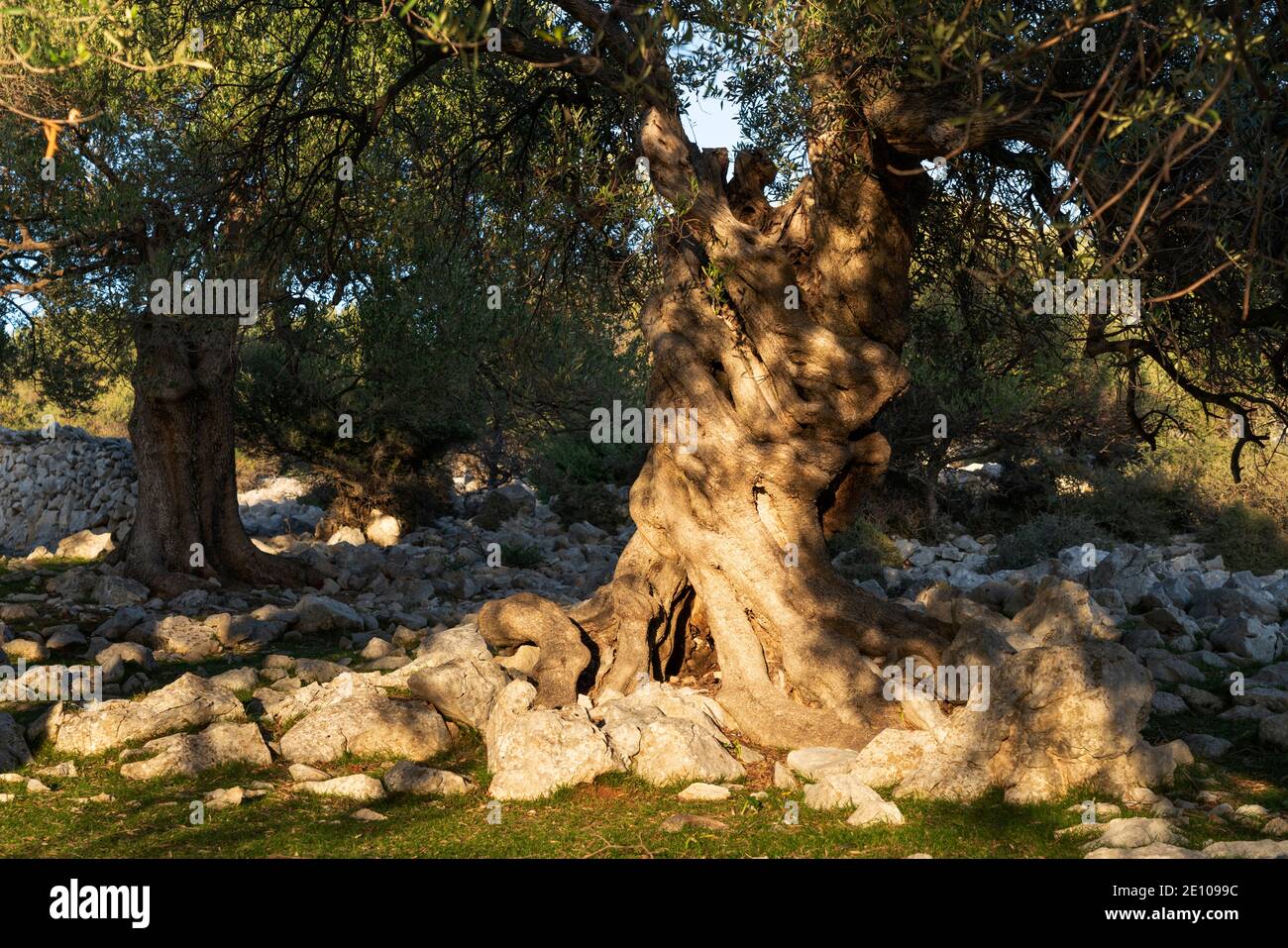 The oldest olive trees in Croatia, Lun, Pag Island, October 2020. Some ...