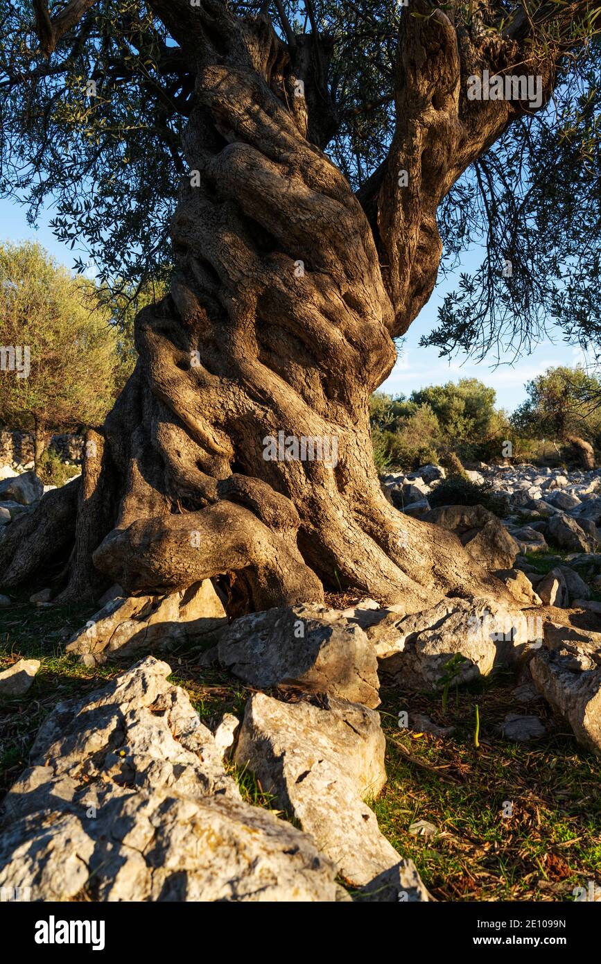 The oldest olive trees in Croatia, Lun, Pag Island, October 2020. Some ...