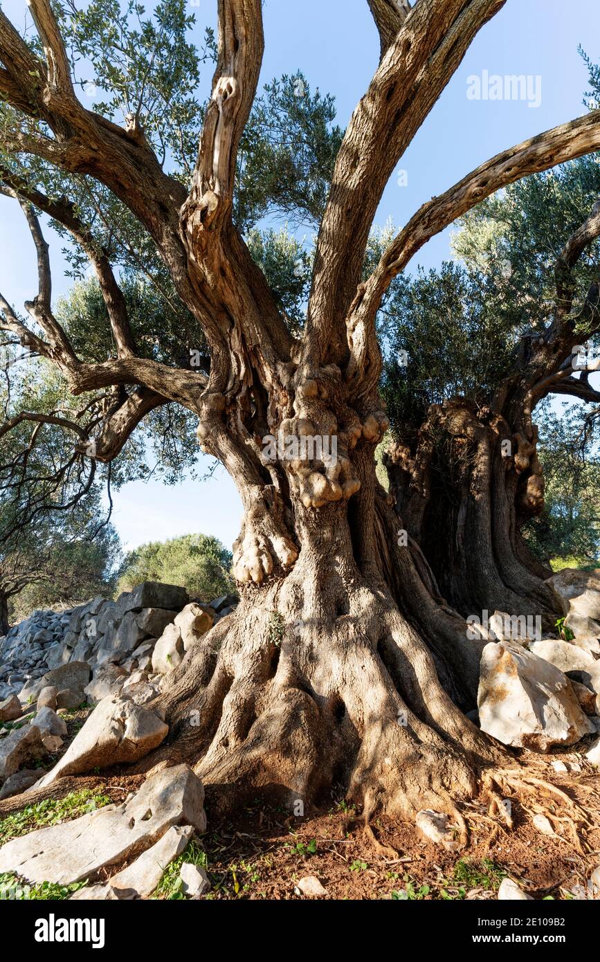 The oldest olive trees in Croatia, Lun, Pag Island, October 2020. Some ...
