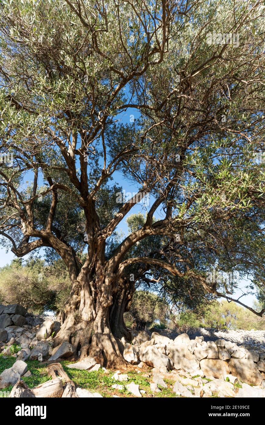 The oldest olive trees in Croatia, Lun, Pag Island, October 2020. Some ...