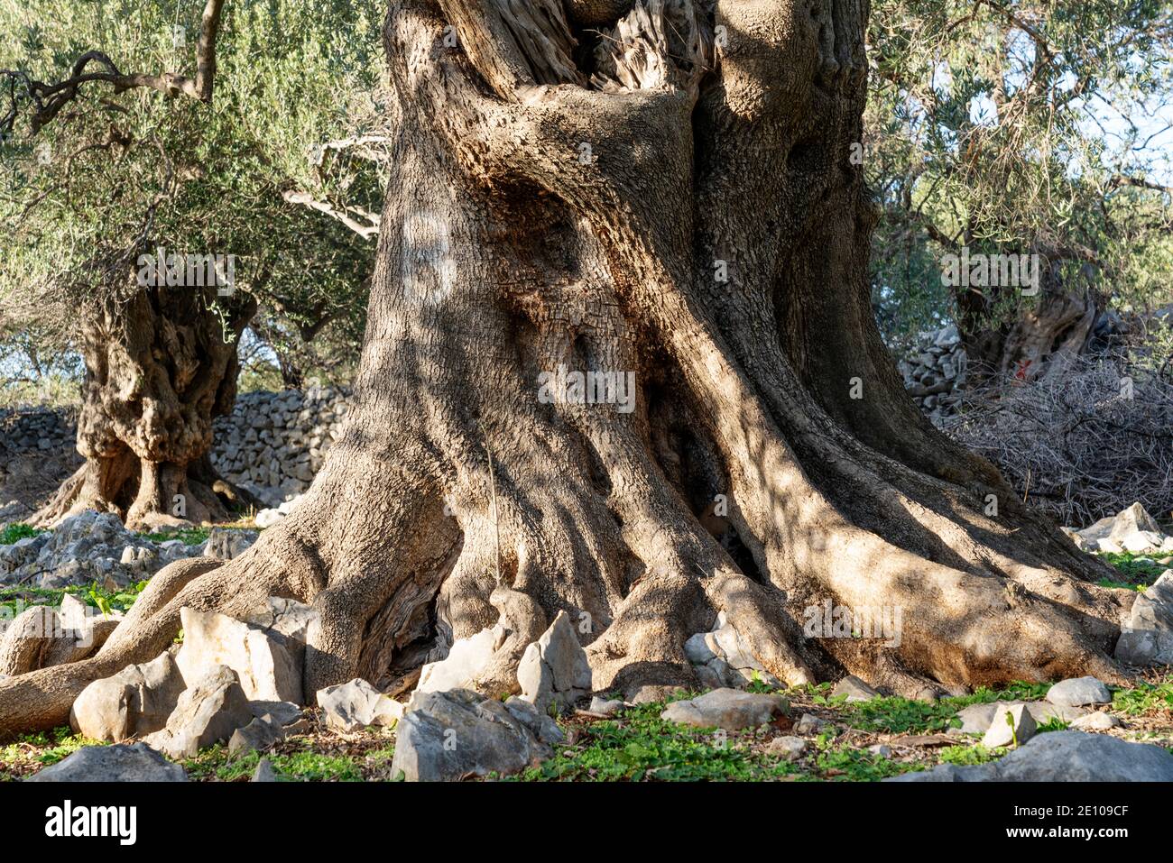 The oldest olive trees in Croatia, Lun, Pag Island, October 2020. Some ...