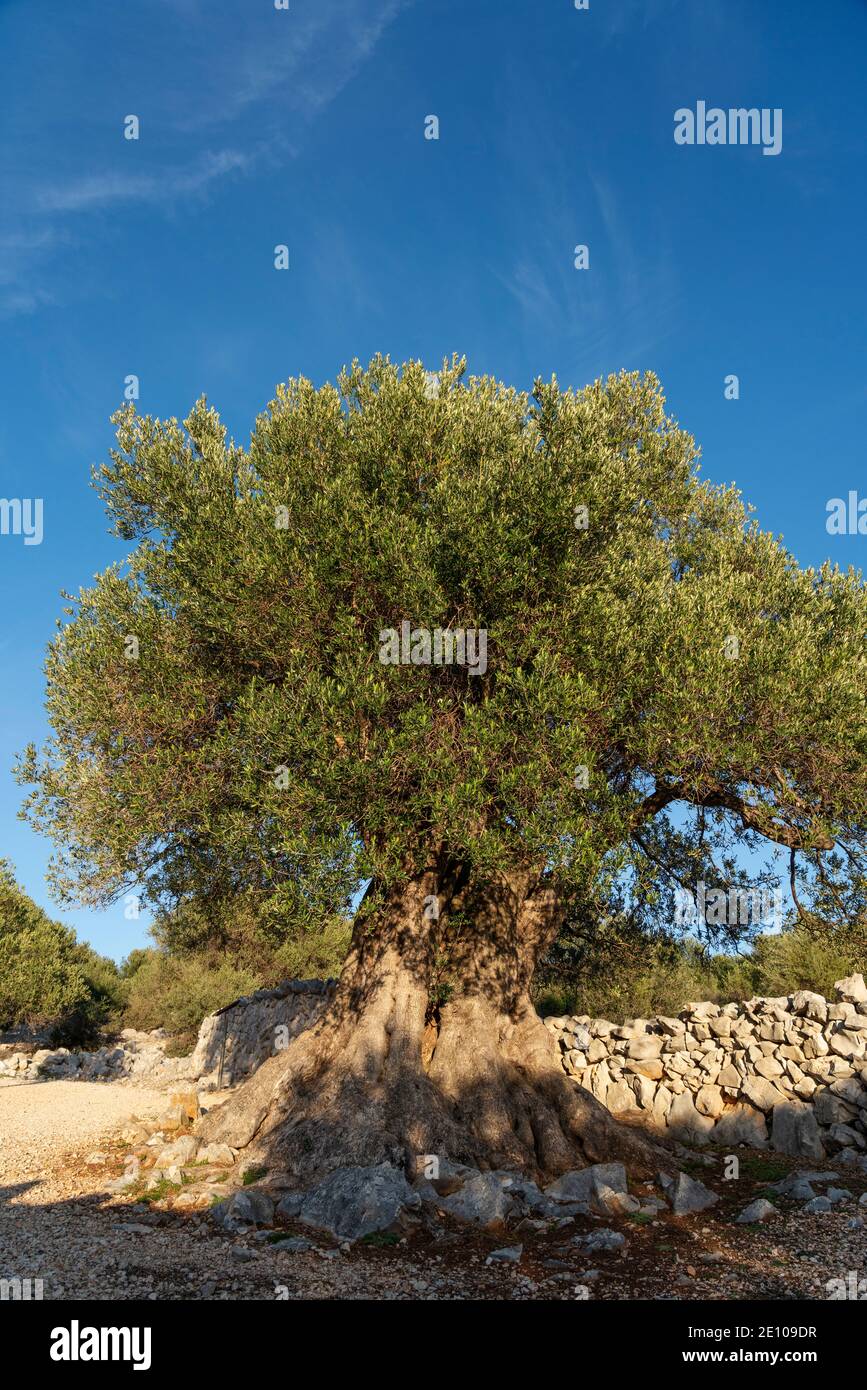 The oldest olive trees in Croatia, Lun, Pag Island, October 2020. Some ...