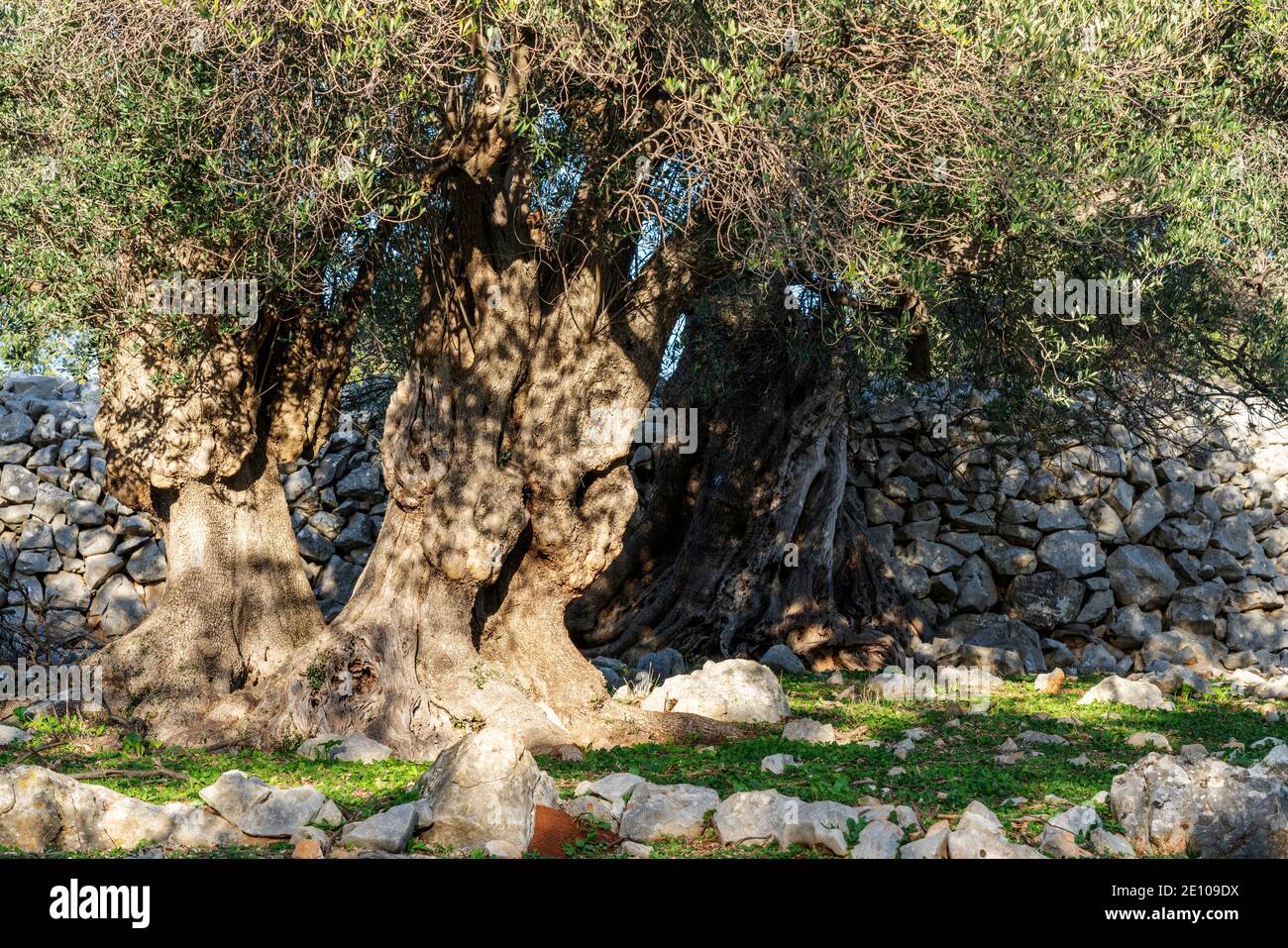The oldest olive trees in Croatia, Lun, Pag Island, October 2020. Some ...