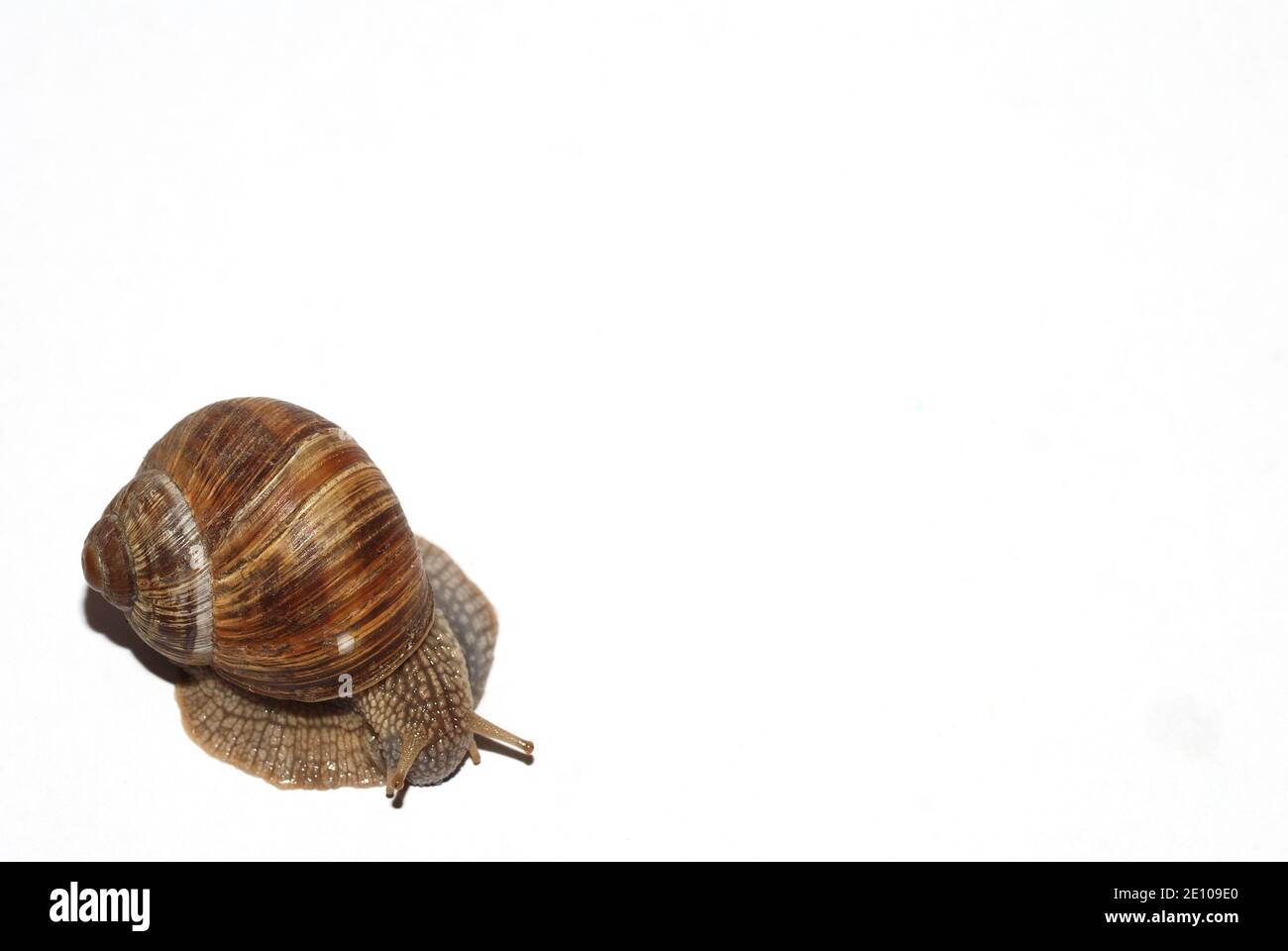 Garden Snail On White Background From Above Stock Photo Alamy