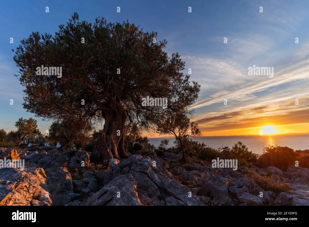 The oldest olive trees in Croatia, Lun, Pag Island, October 2020. Some ...
