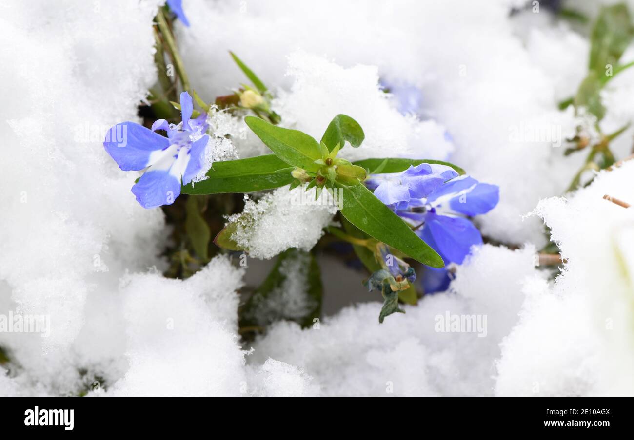 Leipzig, Germany. 03rd Jan, 2021. Covered with snow are blossoms of blue lobelia, popularly known as Männertreu, in a garden in Leipzig. Meterologists have announced further light snowfall for the weekend at zero degrees. Credit: Waltraud Grubitzsch/dpa-Zentralbild/dpa/Alamy Live News Stock Photo