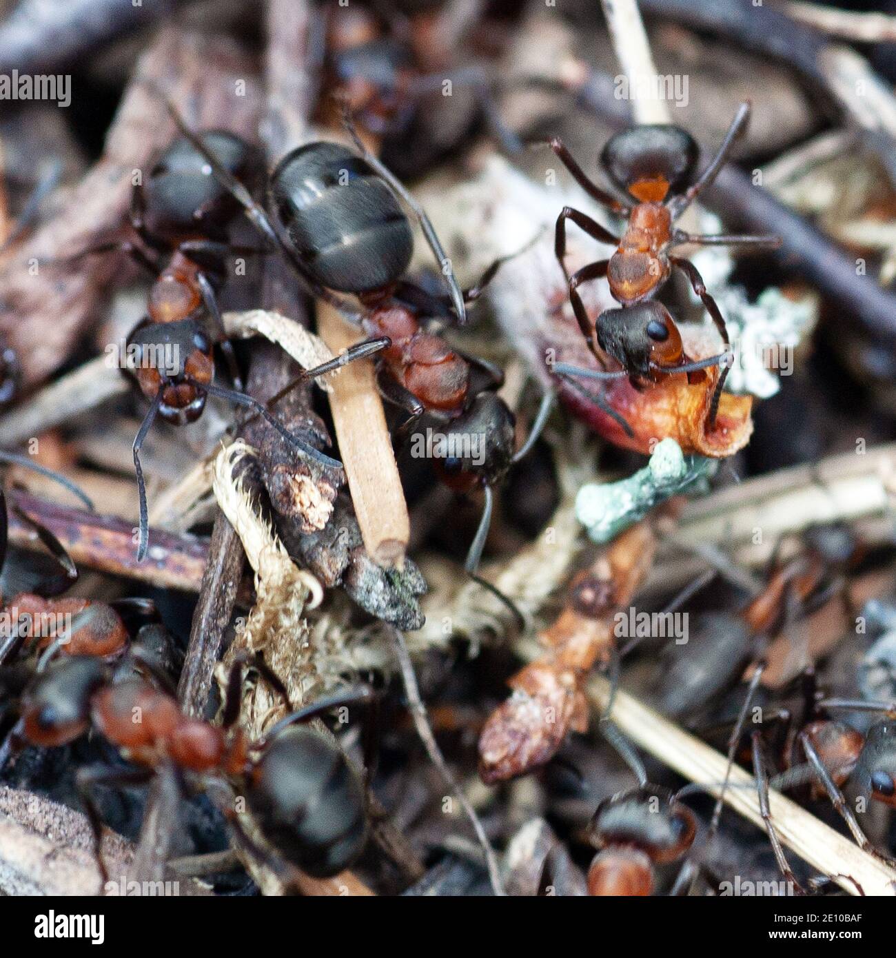 ants working together in ant hill macro photo, Photo: Bo Arrhed Stock Photo