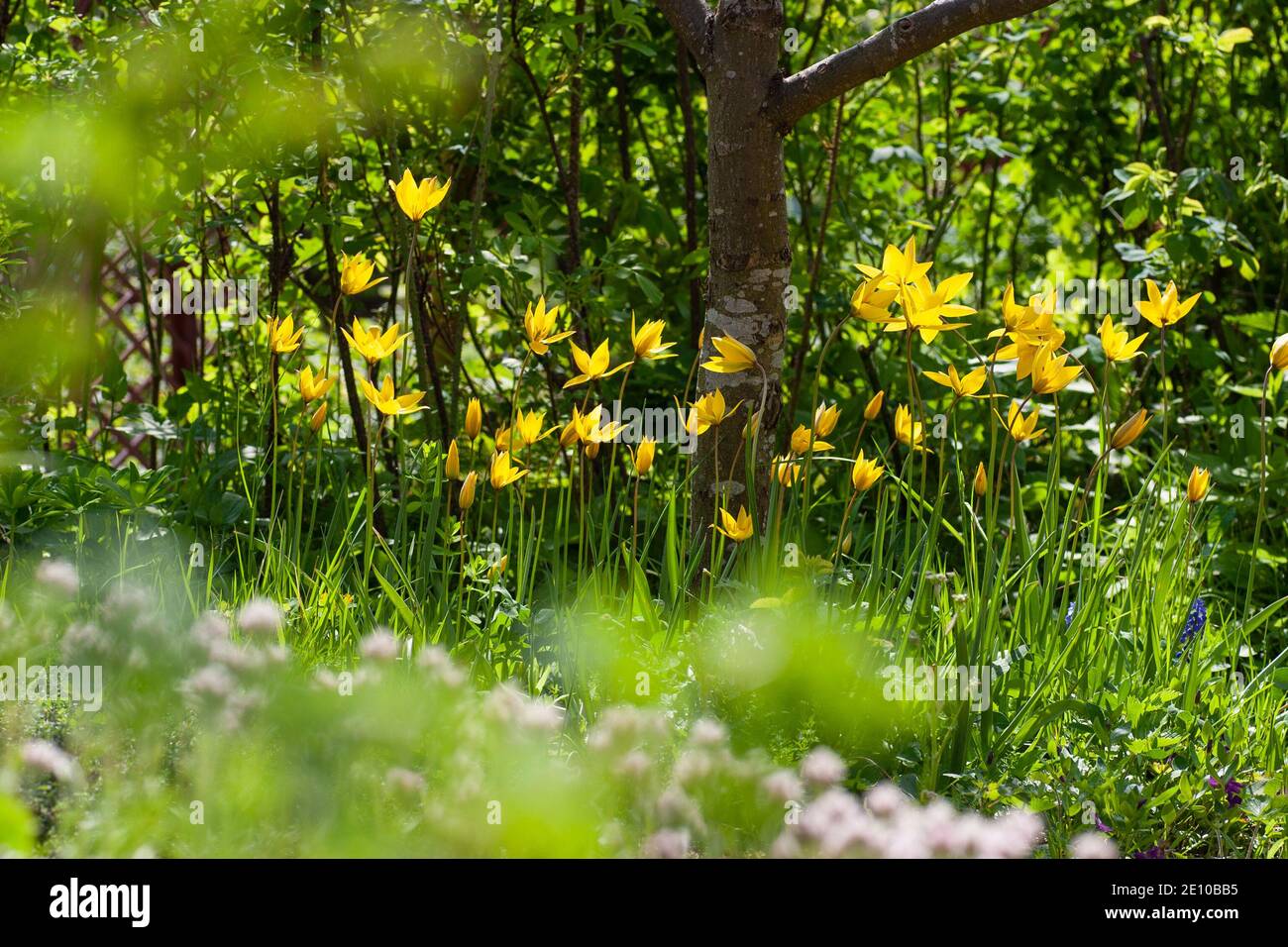 wild tulip (Tulipa sylvestris), flowering in a garden Photo: Bo Arrhed Stock Photo