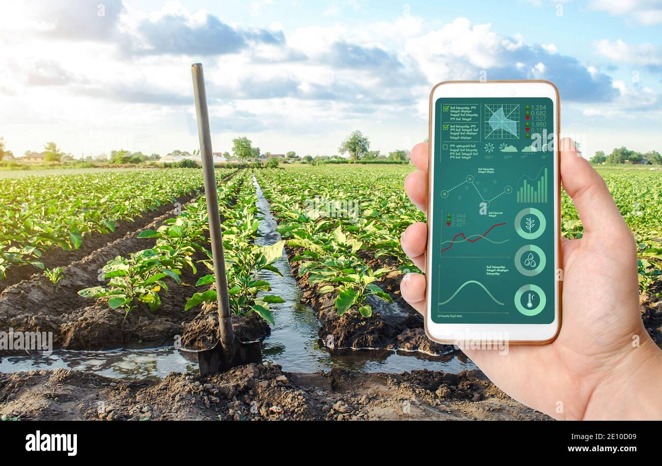 Phone with infographics and a farm field plantation background. Innovative technologies in the agroindustry and food production. Process of crop matur Stock Photo