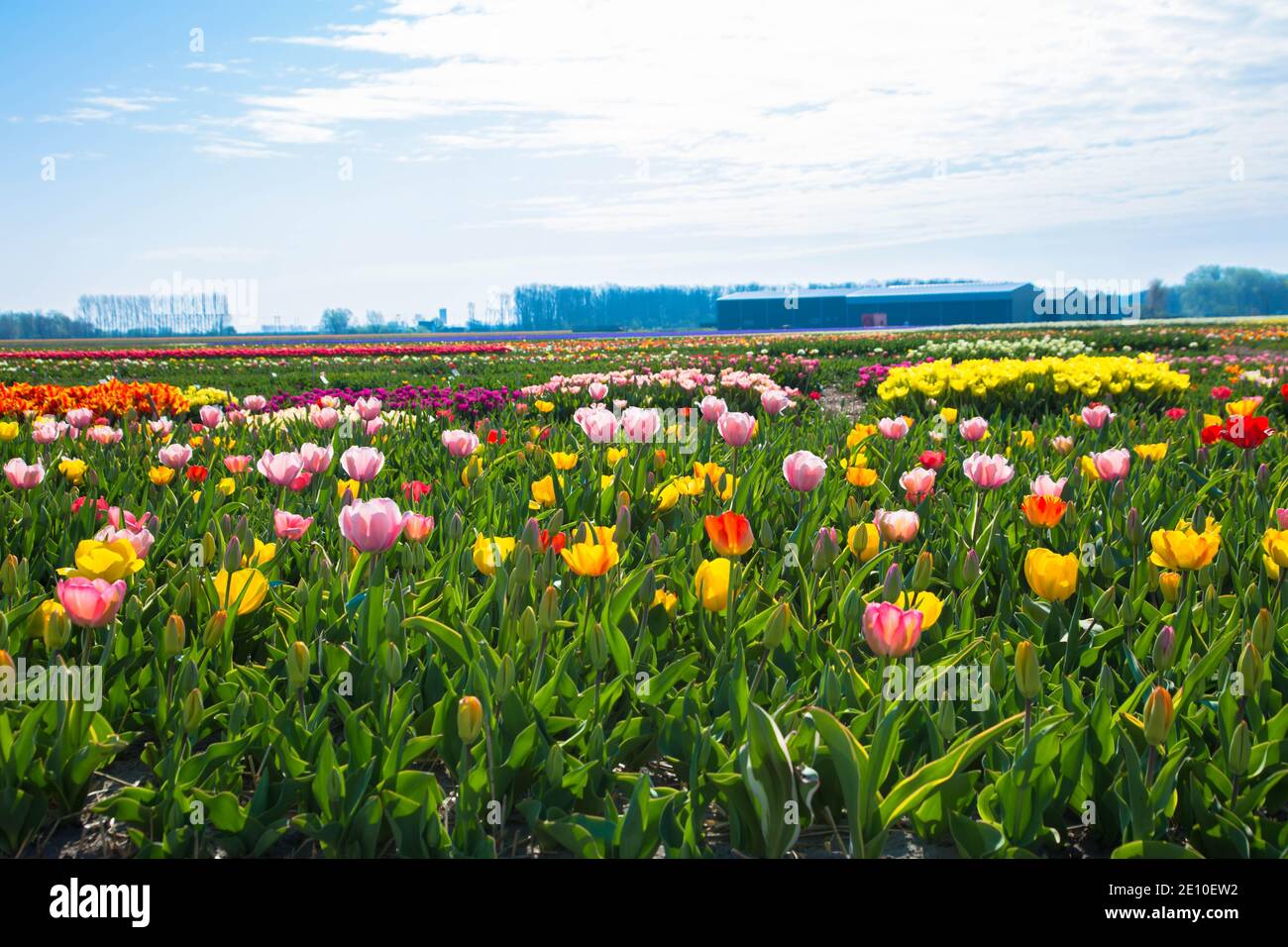 Tulip field. Spring in the Netherlands, the famous Dutch tulip fields
