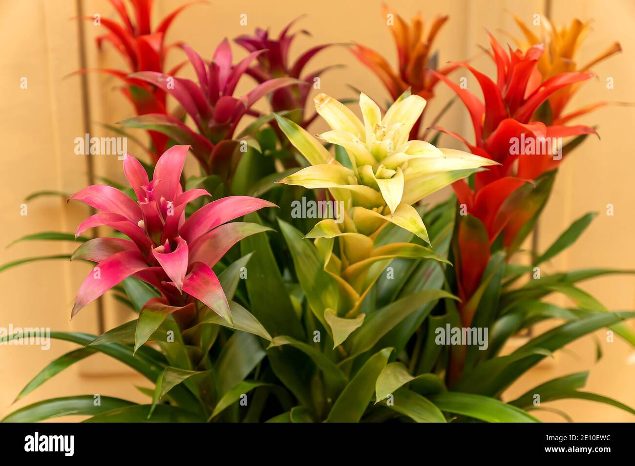 Guzmania lingulata flowers close up. Multicolored Bromeliad tropical plants Stock Photo