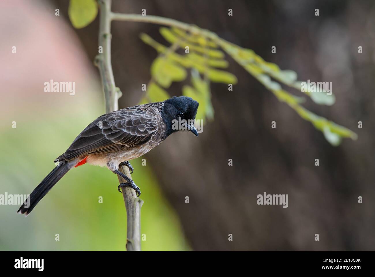 Red-vented Bulbul - Pycnonotus cafer, beautiful common perching bird from Asian forests and woodlands, Sri Lanka. Stock Photo