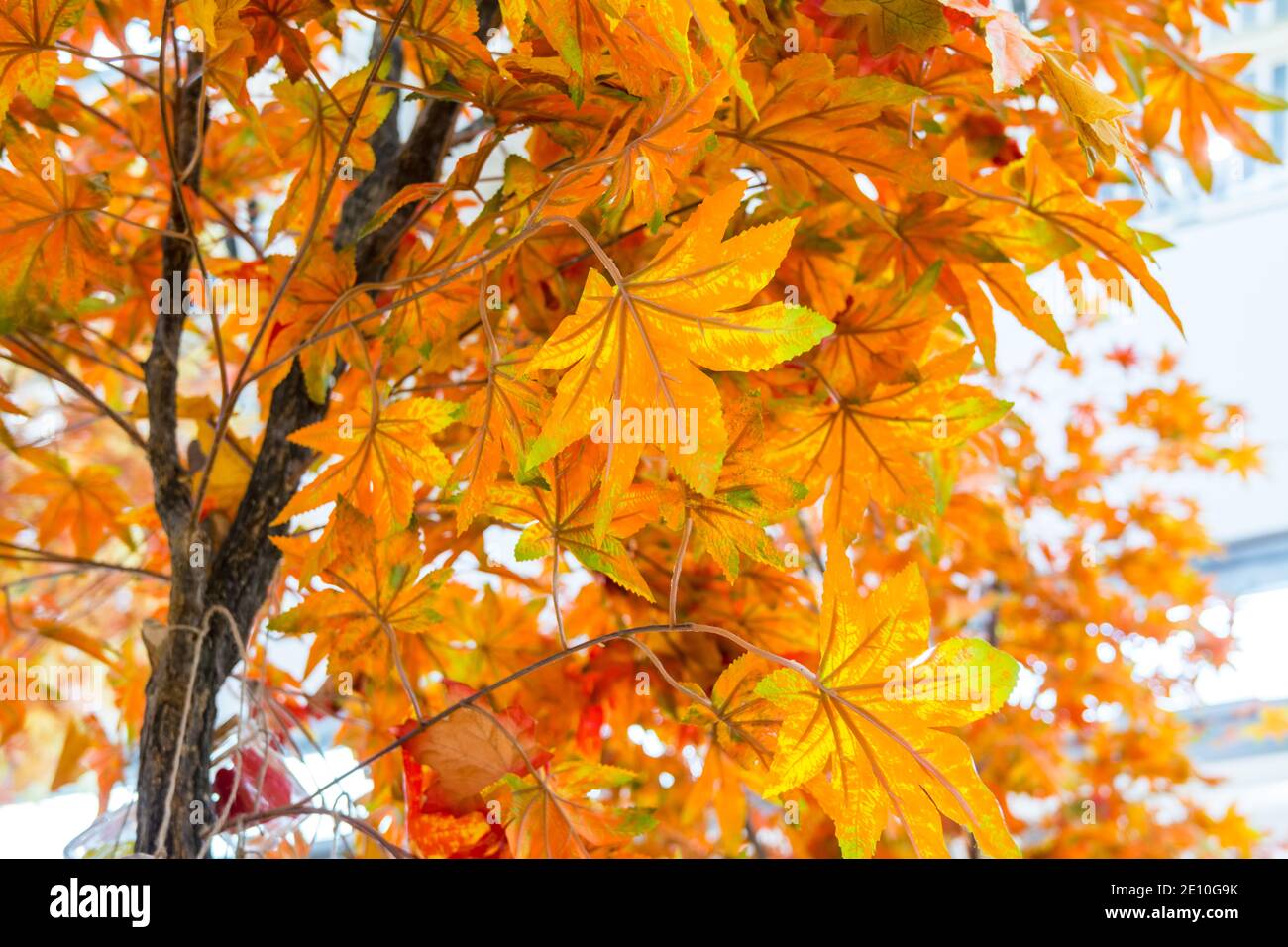Colorful artificial maple fall foliages Stock Photo