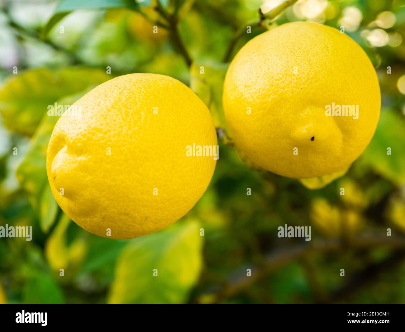 Ripe Lemons Hanging From A Tree Stock Photo