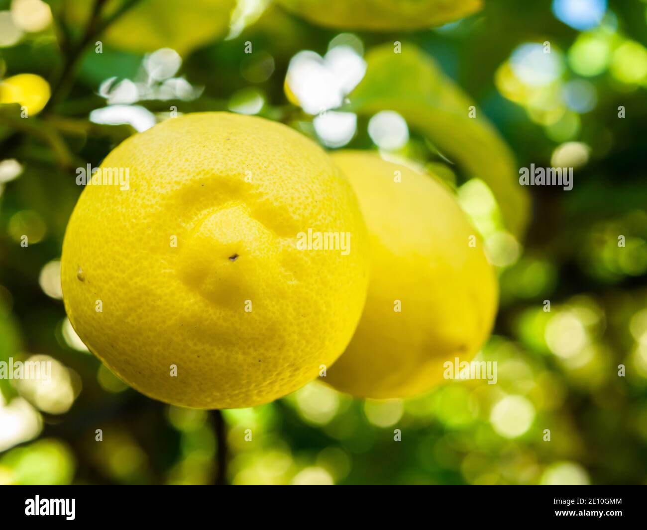 Ripe Lemons Hanging From A Tree Stock Photo