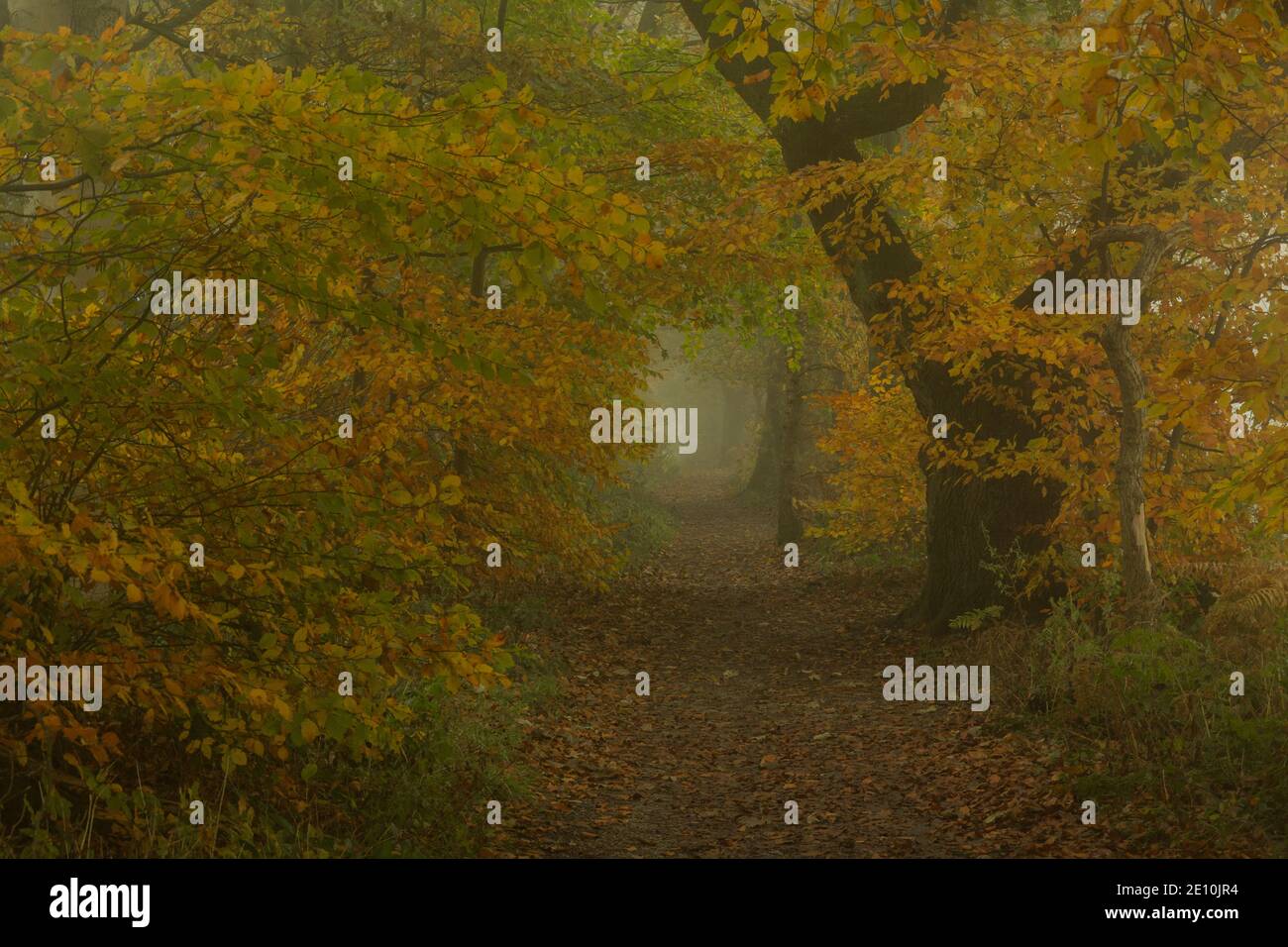 Golden acre hi-res stock photography and images - Alamy