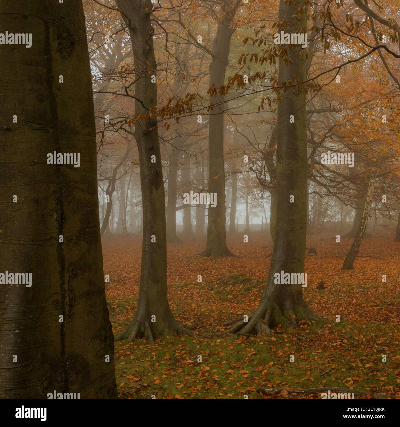 Golden acre hi-res stock photography and images - Alamy