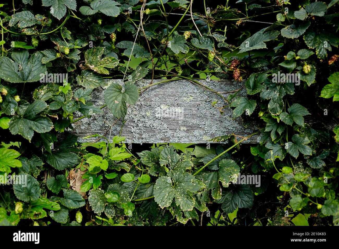 Lichen Growing on the Plank of a Fence Surrounded by Vines Stock Photo