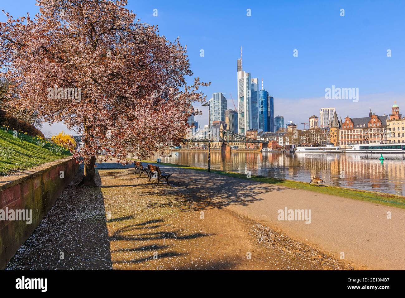 River Main in Frankfurt with parks on the banks. City skyline in sunshine. Tree with blossom and bench along the path in spring. Ships on the pier and Stock Photo