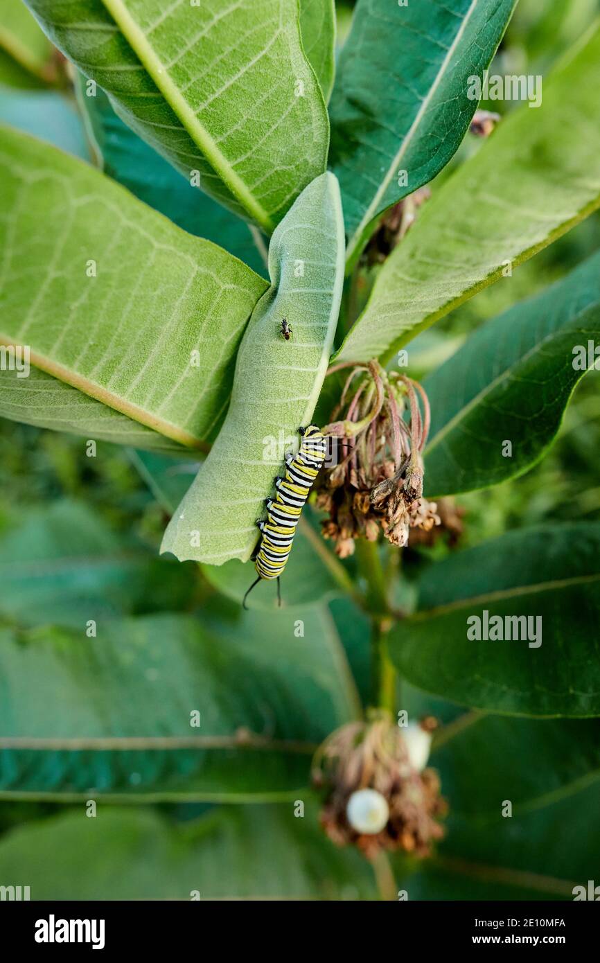 Caterpillar and Beetle on a Leaf Stem 2 Stock Photo
