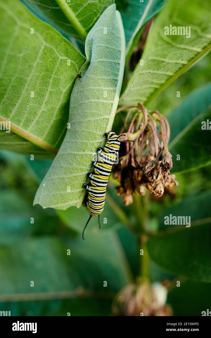 Caterpillar and Beetle on a Leaf Stem 3 Stock Photo