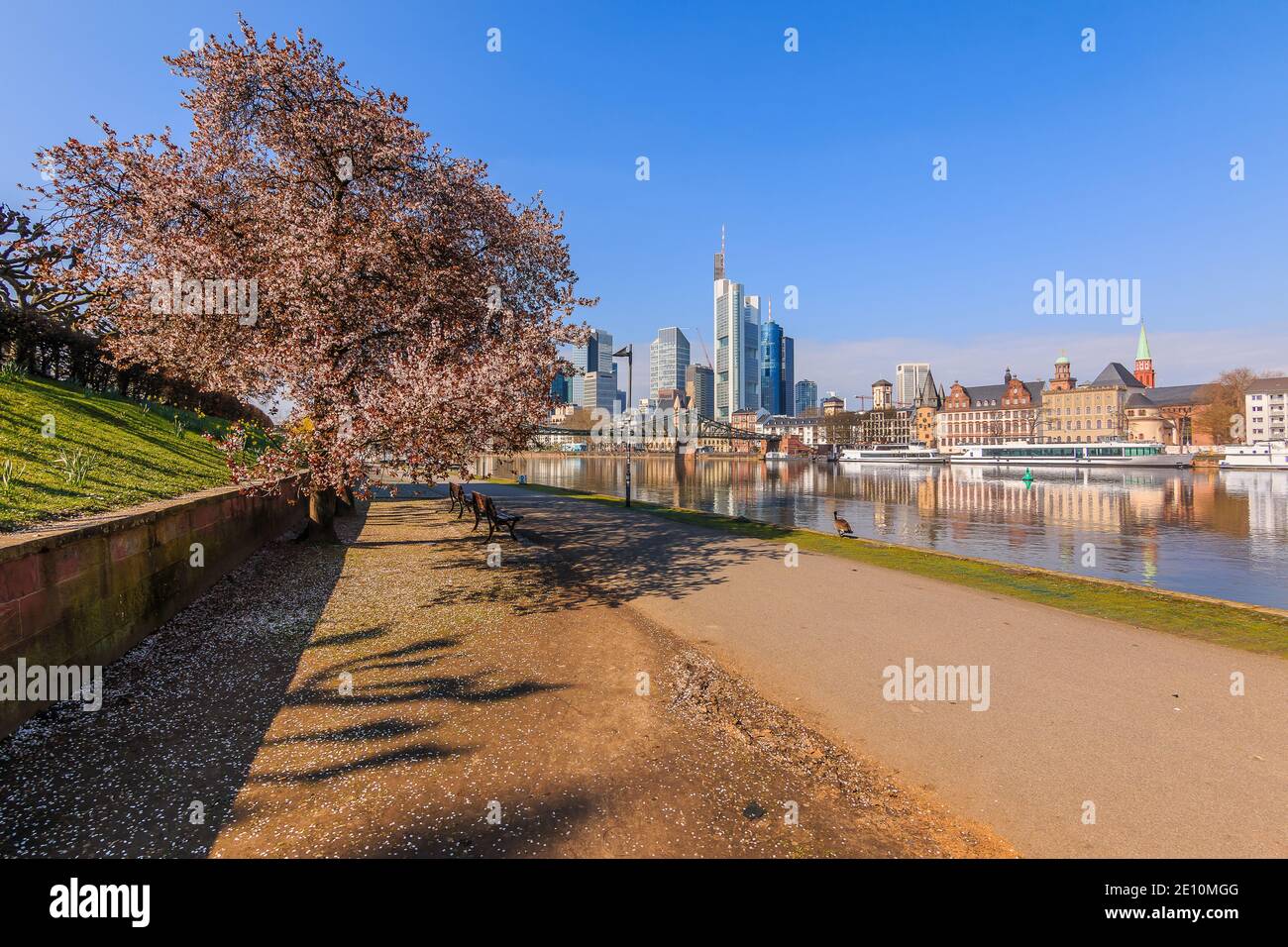 Frankfurt and the river Main with parks on the banks. City skyline in sunshine. Tree with blossom and bench along the path in spring. Ships on the pie Stock Photo