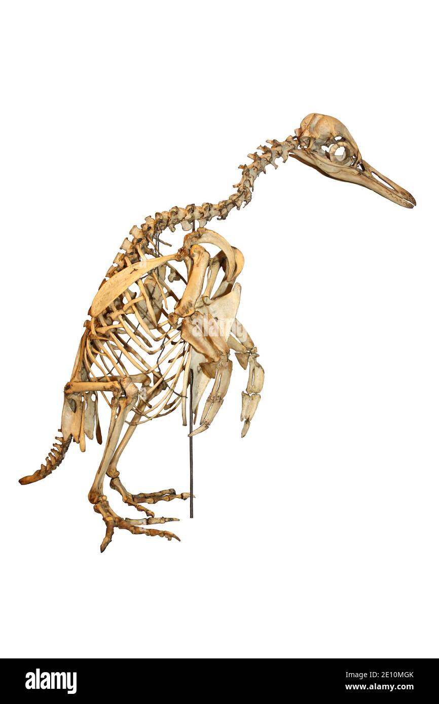 Galápagos penguin (Spheniscus mendiculus) Skeleton Stock Photo