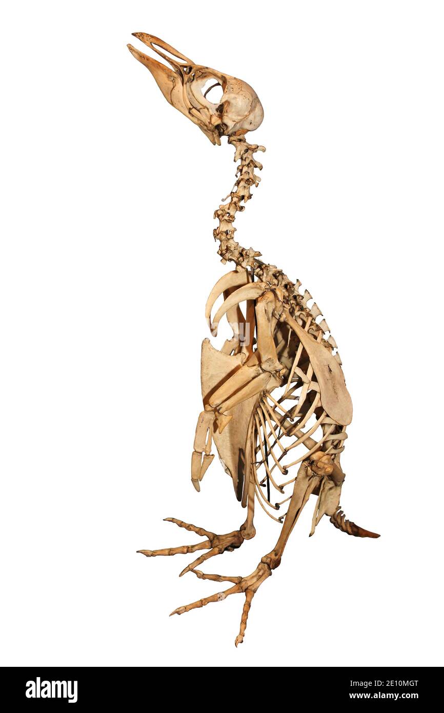 Macaroni Penguin (Eudyptes chrysolophus) Skeleton Stock Photo