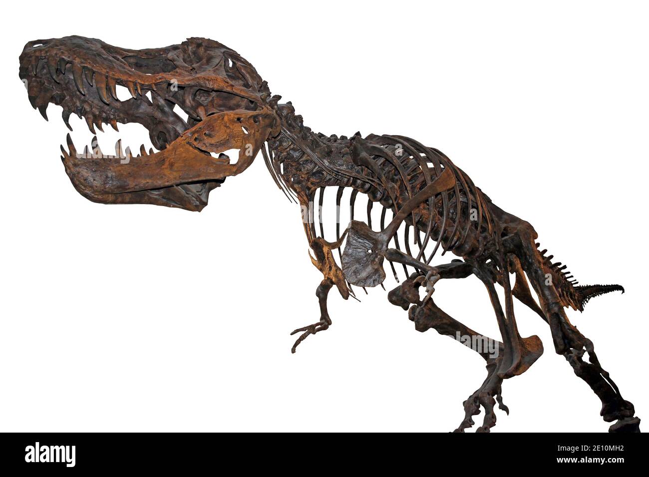 Vetor T-Rex esqueleto download gratuito