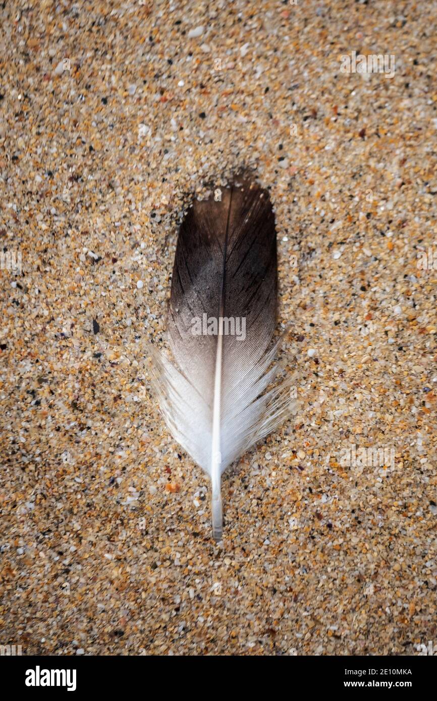 Colour image of a small black and white feather on yellow sand. Stock Photo